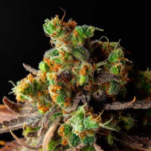 Wild Thailand. Photo 3 Wild Thailand. Photo 3